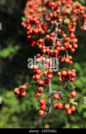 Crataegus monogyna, Hawthorn Quickthorn, Rosaceae. Une plante sauvage en automne. Banque D'Images