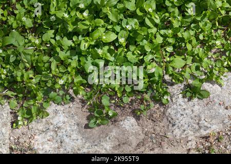 La mauvaise herbe commune (Stellaria media), pousse dans les trous de pavage, Allemagne Banque D'Images