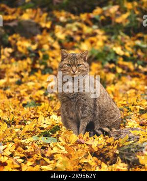 Chat sauvage européen, chat sauvage forestier (Felis silvestris silvestris), se trouve sur le fond de la forêt avec des feuilles d'automne, Allemagne Banque D'Images