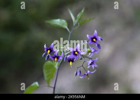 Solanum dulcamara, nuit douce au bitterombre, Solanaceae. Une plante sauvage en automne. Banque D'Images