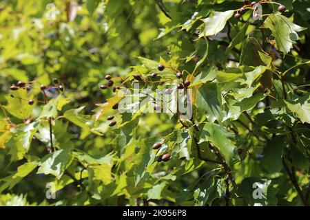 Sorbus torminalis, Wild Service Tree, Rosaceae. Une plante sauvage en automne. Banque D'Images