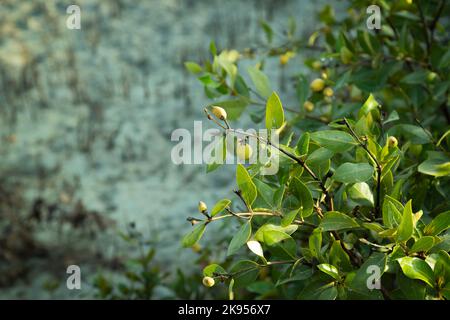 Arbres de mangroves verdâtres tôt le matin vue de la plage d'Umm Al Quwain, eau Banque D'Images