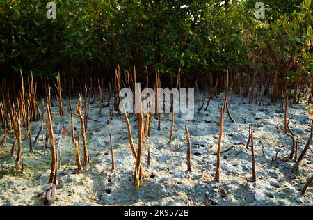 Arbres de mangroves verdâtres tôt le matin vue de la plage d'Umm Al Quwain, eau Banque D'Images