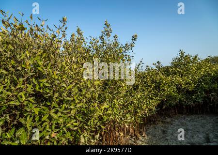 Arbres de mangroves verdâtres tôt le matin vue de la plage d'Umm Al Quwain, eau Banque D'Images