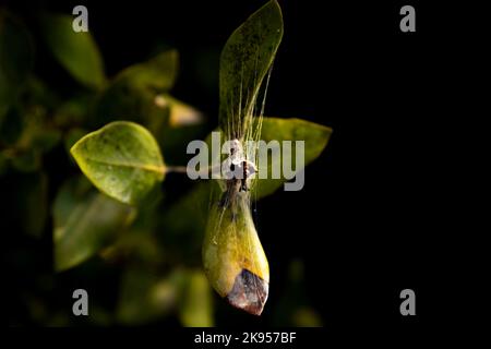Arbres de mangroves verdâtres tôt le matin vue de la plage d'Umm Al Quwain, eau Banque D'Images