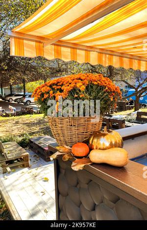 Pot avec des chrysanthèmes d'orange sur fond flou du café d'été extérieur. Fleurs dans un pot de fleurs. Banque D'Images