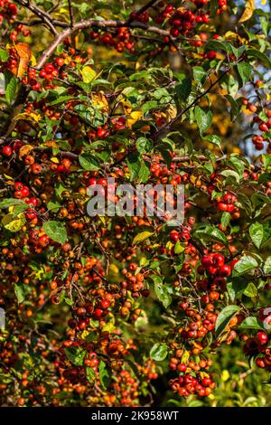 Pommes de crabe rouge sur un arbre à l'automne, Yorkshire. Banque D'Images