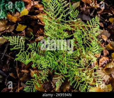 Dryopteris affinis ‘Cristata le roi’. Fougère mâle à l'échelle dorée. Banque D'Images