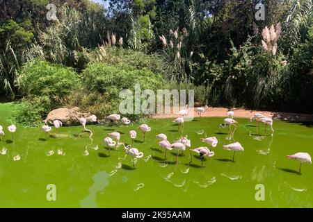 Un troupeau de flamants roses africains (Phoenicopterus) debout dans l'eau verte Banque D'Images