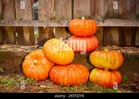 Les citrouilles à la clôture sont empilées dans un décor bon marché pour Halloween gros plan, une célébration des vacances. Banque D'Images