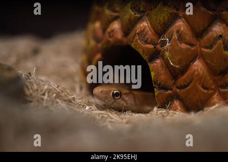 Tête de petit serpent dans la grotte Banque D'Images