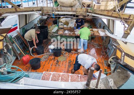 Italie, Sicile, Sciacca. Les pêcheurs travaillent à emballer les prises de crevettes ou de crevettes du côté du port. Banque D'Images