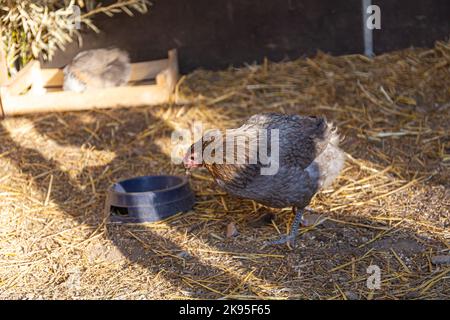 Araucana (ou Mapuche) : poule aux œufs bleus ornementaux Banque D'Images