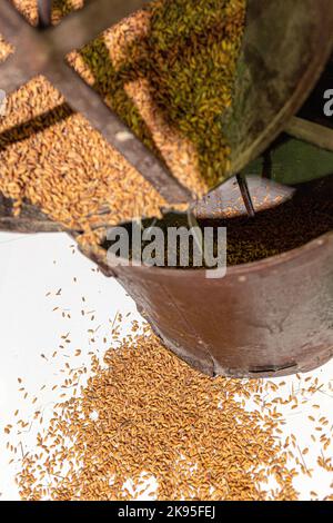 riz séché dans l'ancien récipient en fer Banque D'Images