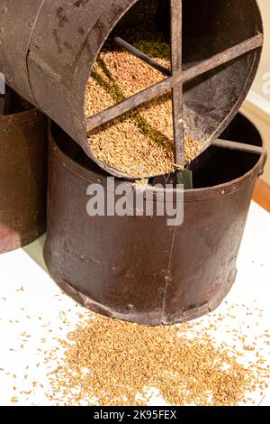 riz séché dans l'ancien récipient en fer Banque D'Images