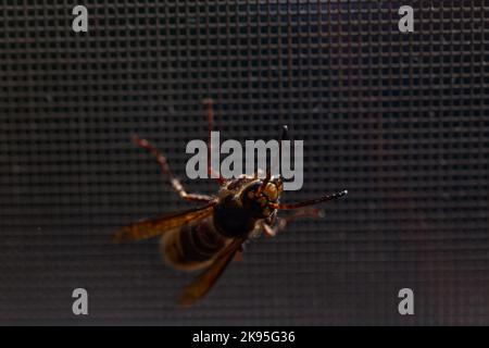 Vue rapprochée de l'Asian hornet (Vespa velutina) sur un filet à fenêtre Banque D'Images