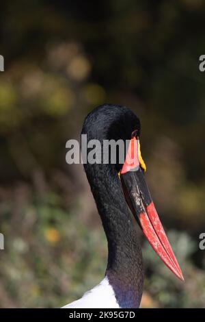 Portrait de la cigogne à bec de selle, bec de selle (Ephippiorhynchus senegalensis) Banque D'Images