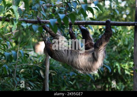 trois fingered sloths accrochés sur la branche de l'arbre Banque D'Images