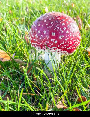 Un tabouret se dresse sur un pré vert. Banque D'Images