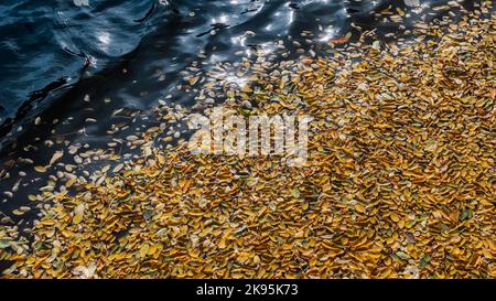 image d'arrière-plan des feuilles d'automne tombées flottant sur l'eau Banque D'Images