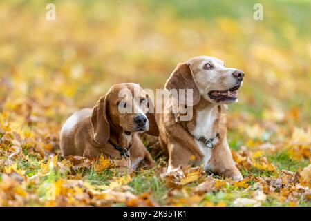 Deux chiens s'assoient dans le parc avec des feuilles d'automne. Banque D'Images