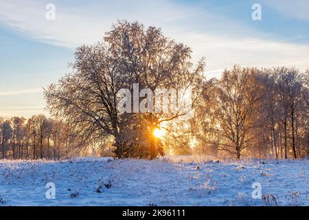 Soleil qui brille à travers les arbres en hiver Banque D'Images