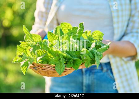 Récolte de feuilles de menthe, mains de femme avec plaque en osier dans le jardin Banque D'Images