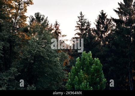 Le magnifique arbre vert à feuilles caduques se trouve au sommet d'un ciel de coucher de soleil dans la forêt Banque D'Images