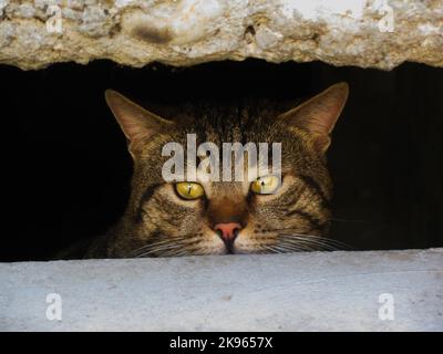 Un gros plan d'un chat moelleux dépouillé qui se trouve à travers la fissure dans le mur Banque D'Images