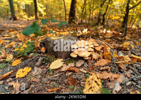 Armillaria mellea maschroom dans la forêt d'automne sur la fusée d'arbre Banque D'Images