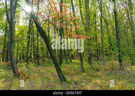 arbre d'automne jaune doré dans les montagnes pilis sur le sentier de randonnée hongrois Banque D'Images