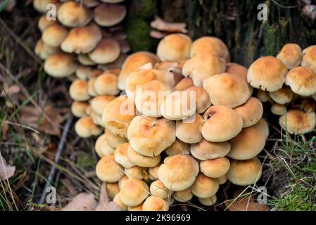 Hypholoma fasciculare, tuft de soufre champignons de proximité foyer sélectif Banque D'Images
