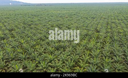 Vue aérienne, directement au-dessus d'une plantation d'huile de palme en Malaisie. Kilomètres de paysage de monoculture, la côte de la Malaisie sur le détroit de Malacca. PA Banque D'Images