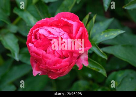 Paeonia Ellen Cowley, Peony Ellen Cowley. Fleurs en forme de globe semi-double rouge Banque D'Images