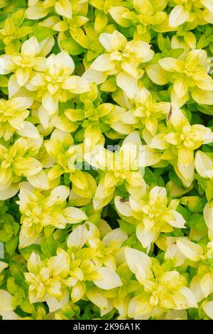 Origanum vulgare 'Aureum', origan doré, marmory doré, Origanum 'Golden'. Herbe vivace avec des feuilles jaune-or brillant, Banque D'Images