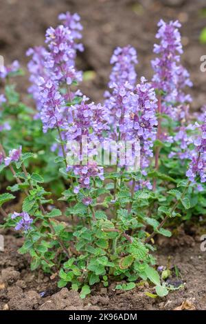 Nepeta faassenii 'pyjama de chat', menthe de chat, menthe de chat, catnip de Faassen, menthe de chat naine. Fleurs lilas pâles Banque D'Images