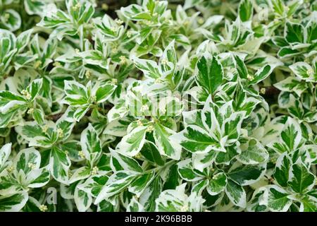 Euonymus fortunei 'Reine de Silver', broche 'Reine de Silver', Euonymus fortunei radicans 'Reine de Silver', Euonymus japonicus Silver Queen. Arbuste Evergreen Banque D'Images