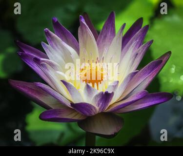 Gros plan de l'eau vive violet et blanc lys fleur de joie pourpre qui fleurit à l'extérieur sur fond sombre Banque D'Images