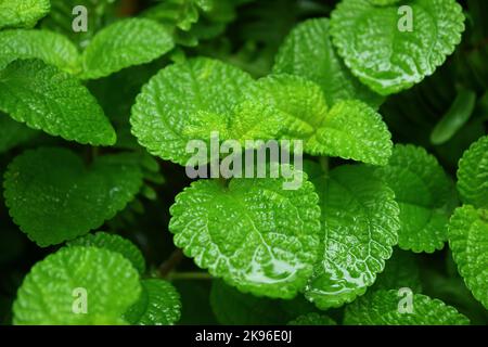 Gros plan sur les feuilles de menthe verte après la pluie Banque D'Images