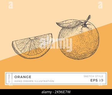 Illustration de l'Orange Citrus Vector dessinée à la main. Plan alimentaire à base de plantes vegan avec arrière-plan coloré isolé Illustration de Vecteur