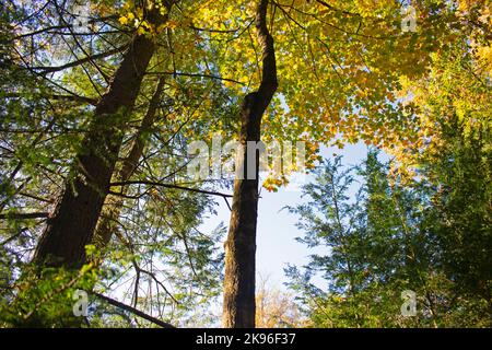 Les couleurs des feuillages d'automne sont à leur apogée dans les montagnes Pocono à Dingman, Pennsylvanie -05 Banque D'Images