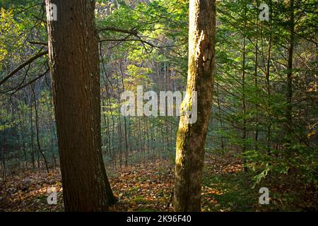 Les couleurs des feuillages d'automne sont à leur apogée dans les montagnes Pocono à Dingman, Pennsylvanie -06 Banque D'Images