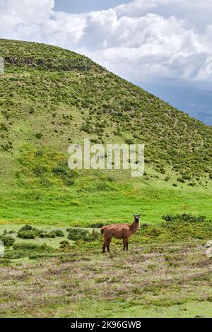 Photographie verticale Llama brune debout sur le côté regardant droit devant, montagne et ciel avec des nuages dans l'arrière-plan Banque D'Images