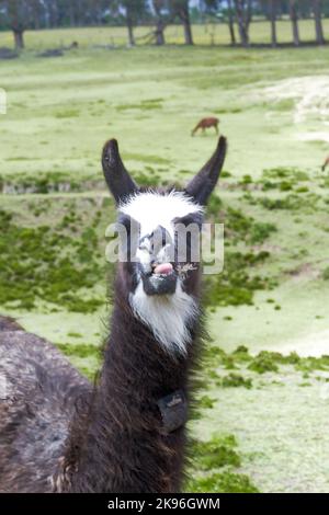 Gros plan vertical photographie d'un lama noir avec un visage blanc dans les montagnes de l'Equateur regardant droit devant, une partie de l'arrière peut être vu et moi Banque D'Images