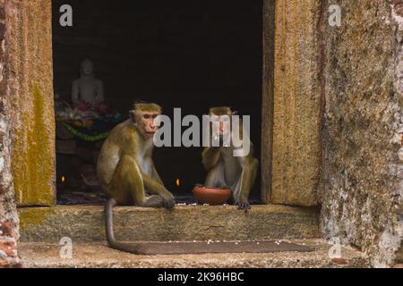 Macaques dans le temple, mangeant offrandes à Dieu, Sri Lanka Banque D'Images