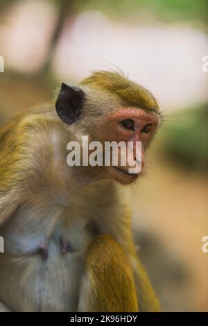 Singe sur l'île de Sri Lanka dans la nature Banque D'Images