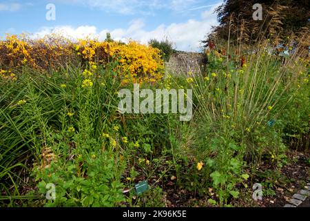 Jaune Celatus Orbiculatus doux amer oriental poussant contre un mur de pierre en automne au jardin botanique national du pays de Galles, Royaume-Uni KATHY DEWITT Banque D'Images