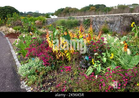 Un lit de fleurs de jardin herbacé mixte coloré en automne floraison avec tournesols dahlias michaelmas maraisies National Botanic Garden of Wales 2022 UK Banque D'Images