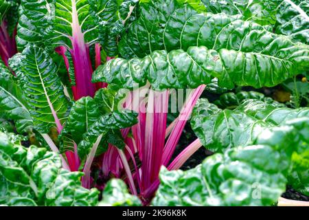 Belle rose suisse Chard Rosa tiges et feuilles gros plan légumes poussant dans le jardin en automne octobre 2022 Carmarthenshire pays de Galles UK KATHY DEWITT Banque D'Images