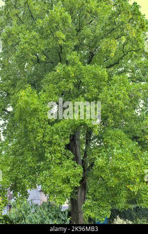 Grand arbre de tulipe Liriodendron tulipifera en feuilles Banque D'Images